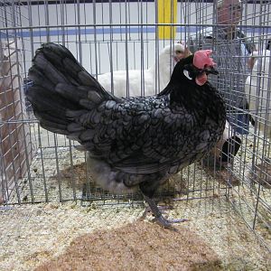 This girl won reserve champion large fowl at another show.  This is the same as my avatar, just a different view and not at home.
