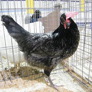 This, the same girl as above, laying down, won champion large fowl at this show.