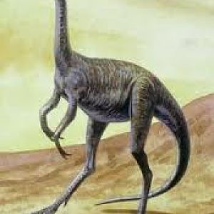 images?q=tbn:ANd9GcR0FdMQdKhyzkN4VsrBSdXokO0i9rqef6LRdbXMod1FTOFzCGRc1JSLpzgh