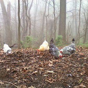Chickens in the mist...
Our girls Castelli, Biscuit, Spaghetti, and Priscilla enjoying time outside the coop.
