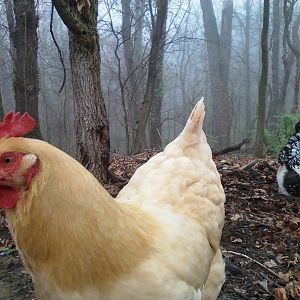 Chickens in the mist...
Our girls Castelli, Biscuit, Spaghetti, and Priscilla enjoying time outside the coop.