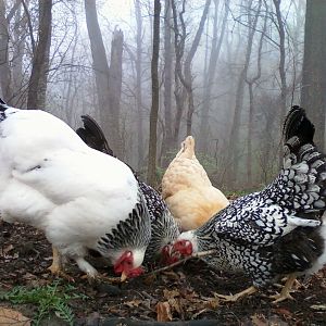 Chickens in the mist...
Our girls Castelli, Biscuit, Spaghetti, and Priscilla enjoying time outside the coop.