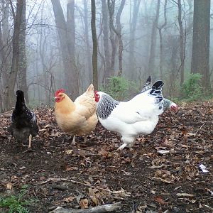 Chickens in the mist...
Our girls Castelli, Biscuit, Spaghetti, and Priscilla enjoying time outside the coop.