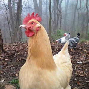 Biscuit is always checking out the possibility of treats....