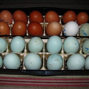 madelynbelle's eggs