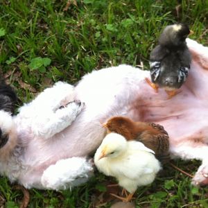 Banjo and her chicks.