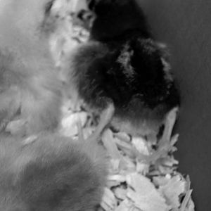 Put it in black and white so you can see better what is going on here.  Polonius totally crashed.  He fell right asleep and stuck his little feetsies out behind him.  Totally adorbs!