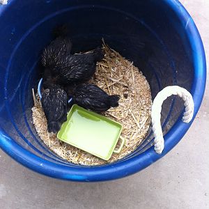 Golden Laced Wyandotte chicks...Born Oct.3rd,2012.