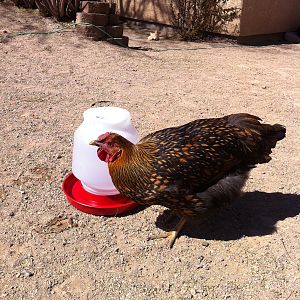 Dottie..Our Golden Laced Wyandotte laid her first egg on St.Patty's Day....lol