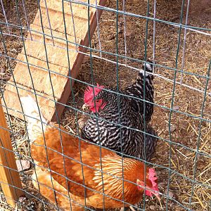 Roxanne and Fortuna...buddies since they were chicks...They definitely do not like Dottie!