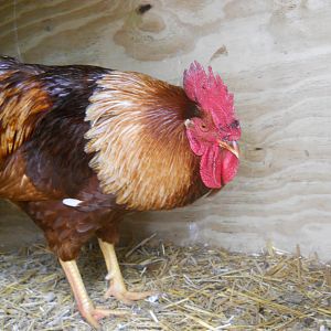 unknown rooster