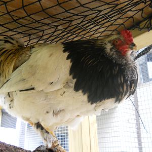 unknown rooster on roost