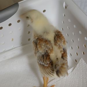 Chick 1