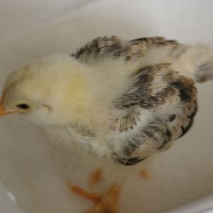 Chick 3