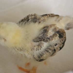 Chick 3