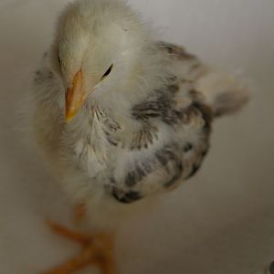 Chick 3