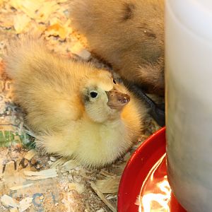 My Little Welsh Harlequin duckling. She can't walk, but is doing fine.