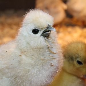 This is Thaddeus, a white Silkie. He has a crooked beak.