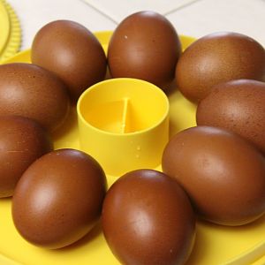 Here are all 9 Marans eggs ready to be set for the Easter Hatch!