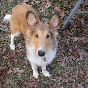 Abby the collie