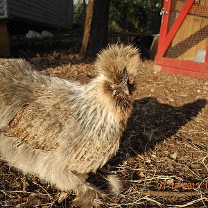 Cockoo Silkie...I think??? Her name is Coco