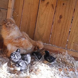Punkin tending to "her" barred rock chicks.