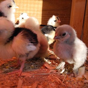 Bantam and standard Molted Houdans and bantam blue cochin chicks