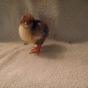 Rosie's first chick