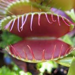 images?q=tbn:ANd9GcSacIIoW8yXAicI3xbvwlMpScltQH9nRrXfNV5LoIAgv15Jphsu