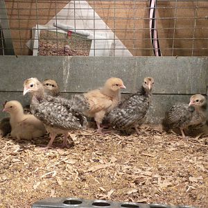 Cream Legbar and Lemon Cuckoo 2 1/2 weeks old