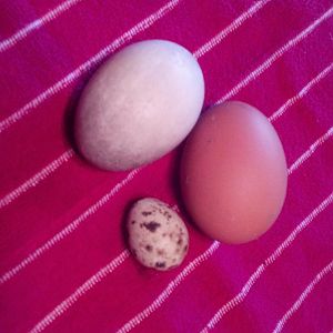Quail, Chicken and Duck eggs.