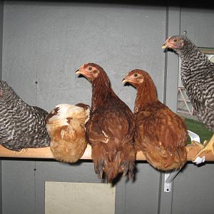 My young pullets roosting.