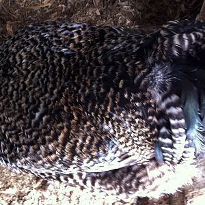 Abandoned Rooster, what is he?