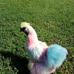 Fun with food coloring & a white silkie for Easter