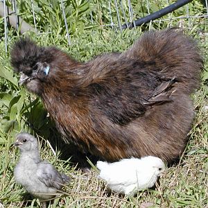 "Patty", partridge silkie, and her 2 adoptees