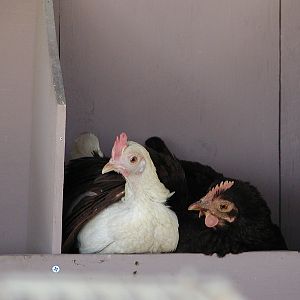 "Lucy", bantam buckeye, and "Turkey", a white OEGB, sharing a nest box