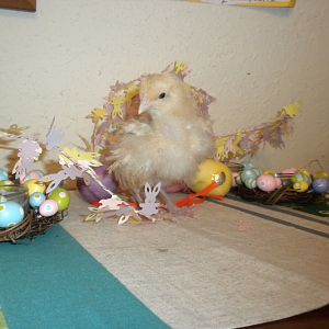 Lemon Chalet-Lemon Cuckoo named after a girl scout cookie.  We are hoping for a pullet with this one.