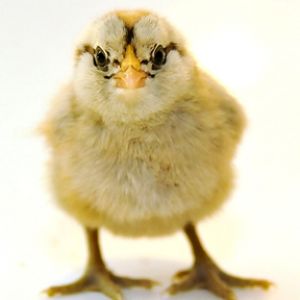 The is one of the baby Americanas chicks that we just picked up.  We have six of them so we are hoping to have a few hens in the batch.