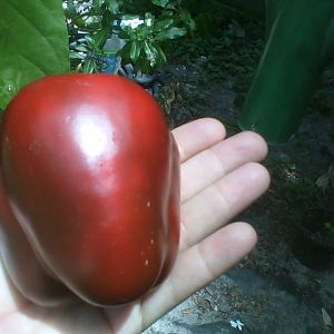 Our first bell pepper