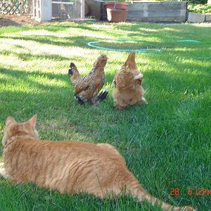 Chicken herding cat, Morris