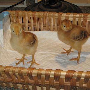 Gertrude and Cora- one week