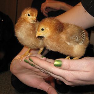 Mitzi and Helga- one week