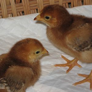 Mitzi and Helga - one week