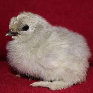 Self Blue D'Uccle Chick