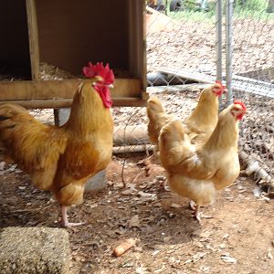 The Orps