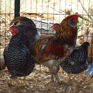 My son's Americana rooster- Easton
And our 2 "supposed" Dominique Hens