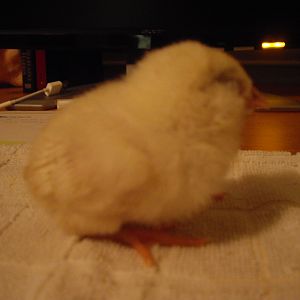 debbie harry, she's our frizzled leghorn