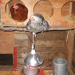 Silver laced wynadotte and Rhode Island Red, Black Australop