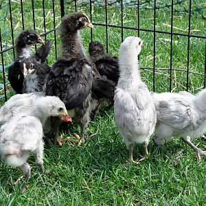 FCBM and Lavender Ameraucana from Bargain