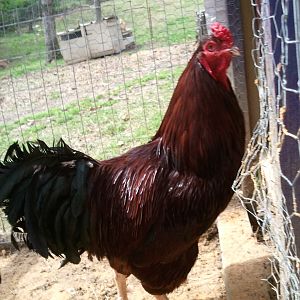 Buckeye rooster